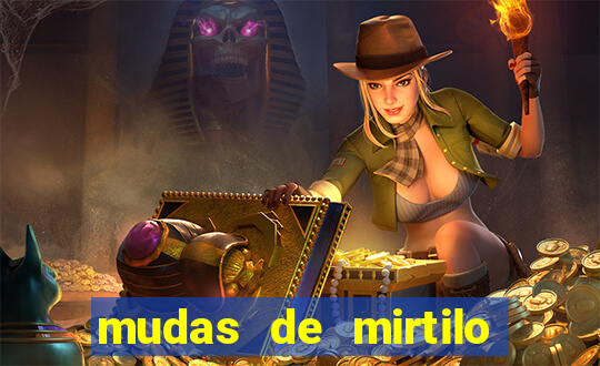 mudas de mirtilo em porto alegre