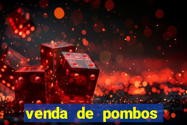 venda de pombos correios olx