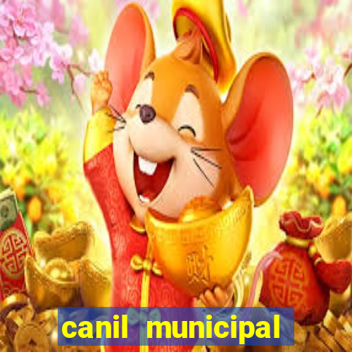 canil municipal porto alegre